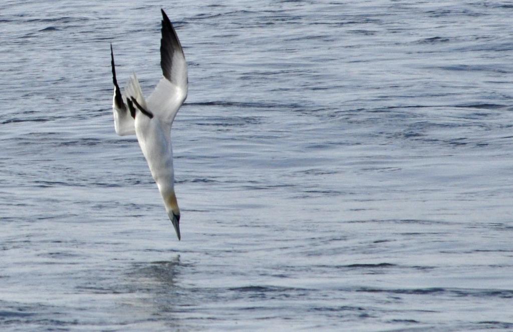 ssakinan's tweet photo. Last few days for application! Join us for the fisheries acoustics research in Wageningen Marine Research @WURmarin. Deadline is 3rd of April. https://t.co/viV7ajZq8o