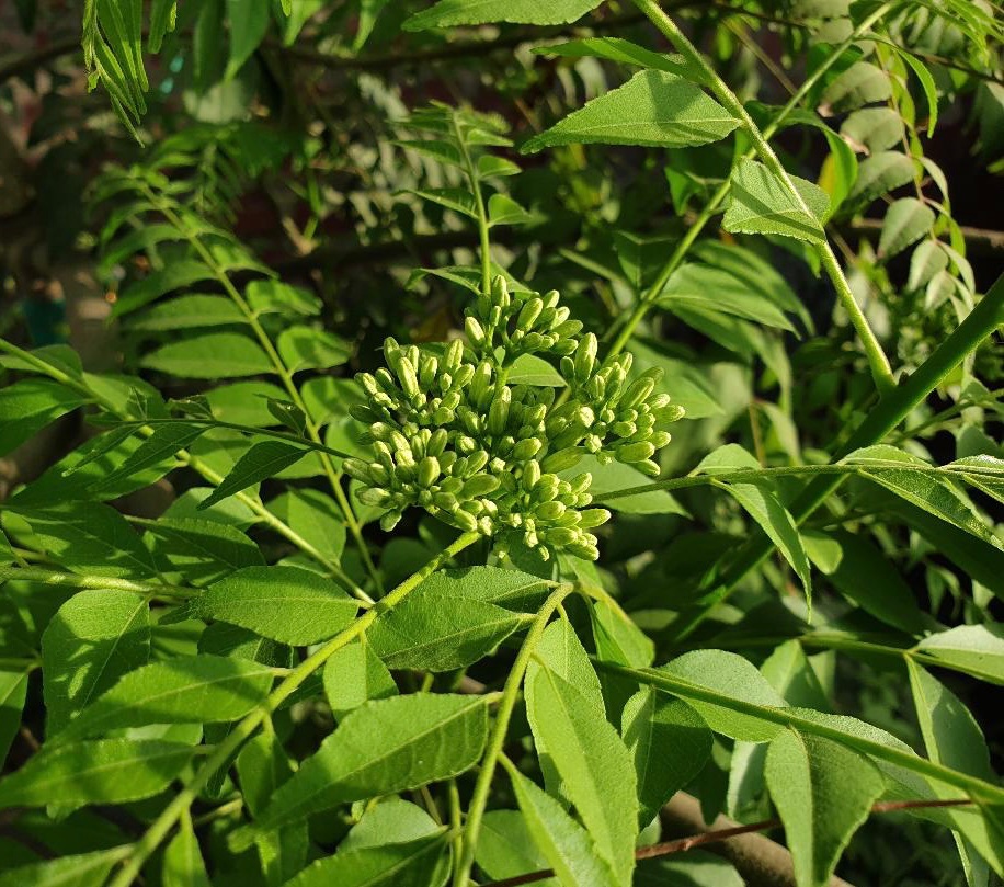 rosie_mann1's tweet image. Sweet neem… 🌿

#currytree #home #Punjab