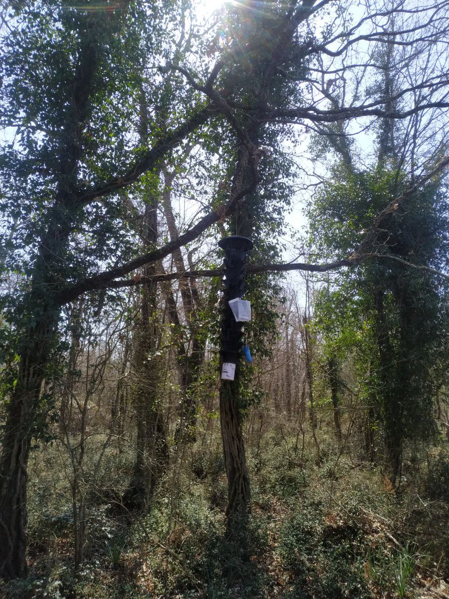 Trap installation day for 2022 sampling! We are in the #Circeo area, and the traps were placed along a linear transect. Each trap at 50 meters.
Now we wait for the #xylosandrus. 
<a href="/Parco_Circeo/">Parco del Circeo</a> <a href="/LIFEprogramme/">LIFE Programme</a> #lifeprogramme #samfixproject #samfix