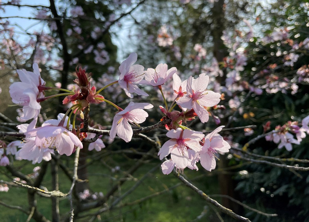 Frogend_dweller's tweet photo. #BlossomWatch Cherry blossom in the gardens @WimpoleEstateNT. Absolutely beautiful! πΈπΈπΈ@East_England_NT #Spring #Blossom #cherryblossom #gardens #trees #treesinflower @nationaltrust https://t.co/bgYCtleUlI