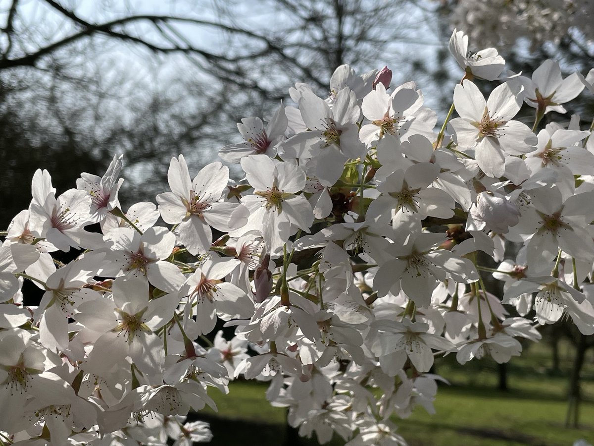 Frogend_dweller's tweet photo. #BlossomWatch Cherry blossom in the gardens @WimpoleEstateNT. Absolutely beautiful! πΈπΈπΈ@East_England_NT #Spring #Blossom #cherryblossom #gardens #trees #treesinflower @nationaltrust https://t.co/bgYCtleUlI