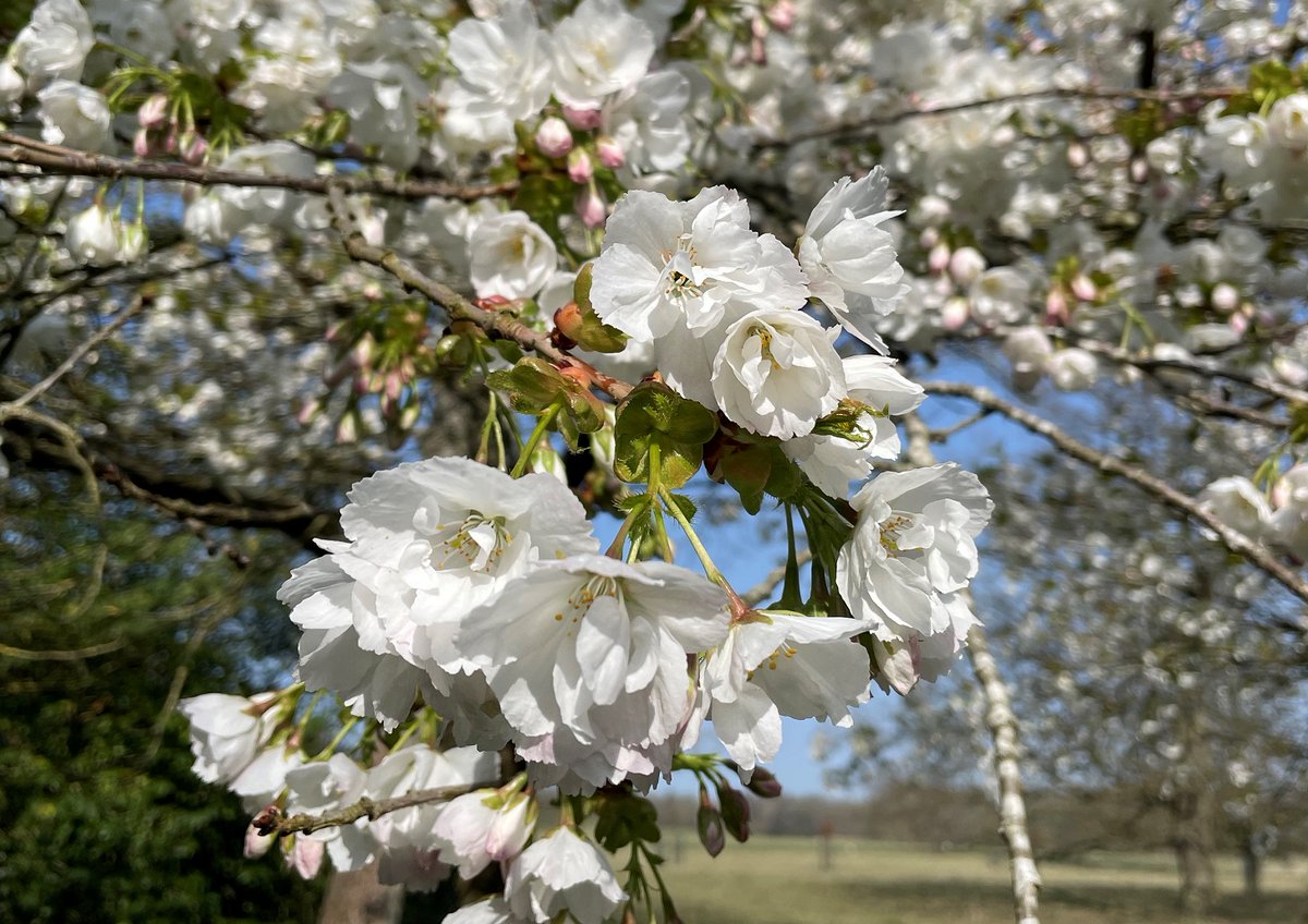 Frogend_dweller's tweet photo. #BlossomWatch Cherry blossom in the gardens @WimpoleEstateNT. Absolutely beautiful! πΈπΈπΈ@East_England_NT #Spring #Blossom #cherryblossom #gardens #trees #treesinflower @nationaltrust https://t.co/bgYCtleUlI