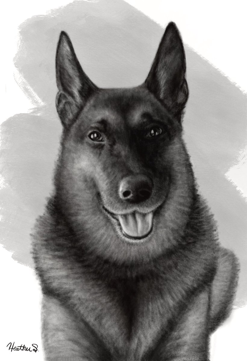 heddurr's tweet photo. I completed a commission for a nonprofit animal rescue foundation. Her name is Sierra ❣️🙃

With every new piece comes new hurdles to get through. I’m learning how to be less of a perfectionist while keeping a quality I’m proud to show 

#commisionsopen #art #petportraits https://t.co/Q6iuB6M7rz