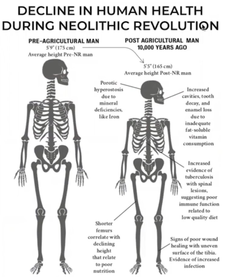 AlpacaAurelius's tweet photo. Agricultural revolution caused the average man to shrink about 5 inches and get much sicker.

But I thought wheat and industrialized food products are good for us?? https://t.co/YWxrsgs6ak