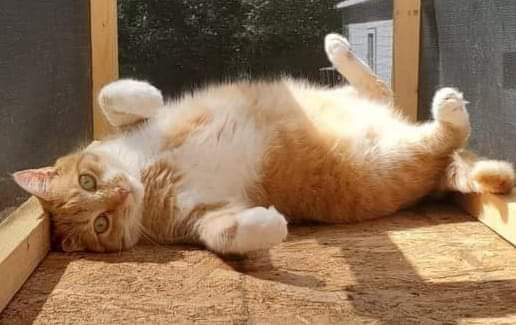 This picture of Biscuit in the catio always makes me smile. I love my fur babies. I ❤️ ❤️ ❤️ my fur babies. She's so pretty 😍. "#CatsOfTwitter #catsofinstagram #AdoptDontShop