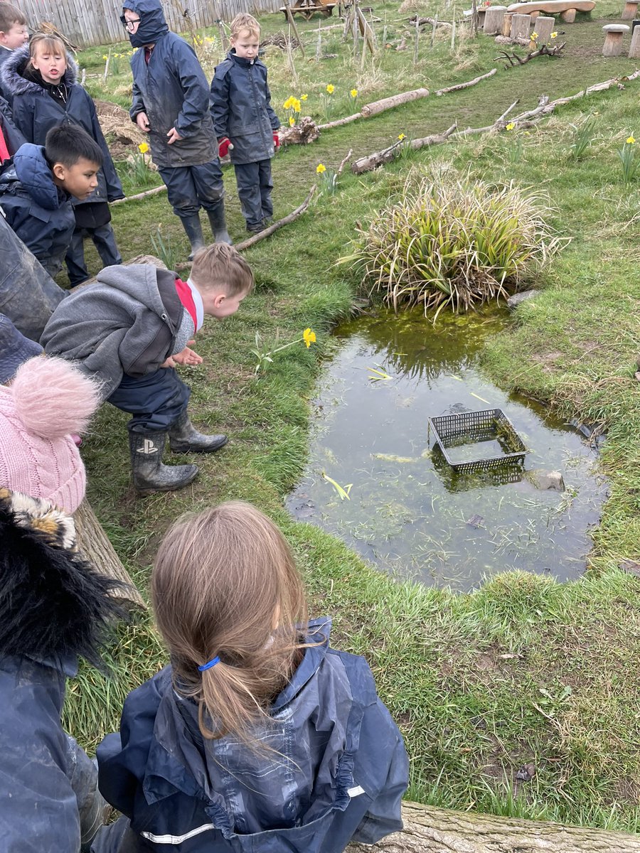 HGPAMrsRTash's tweet photo. We finally have amphibians in our pond 🐸 now we can watch metamorphosis in action! @HGPAForestsch #harrowgateacademy #harrowgateforestschool #harrowgatescience https://t.co/3nGkljbknt