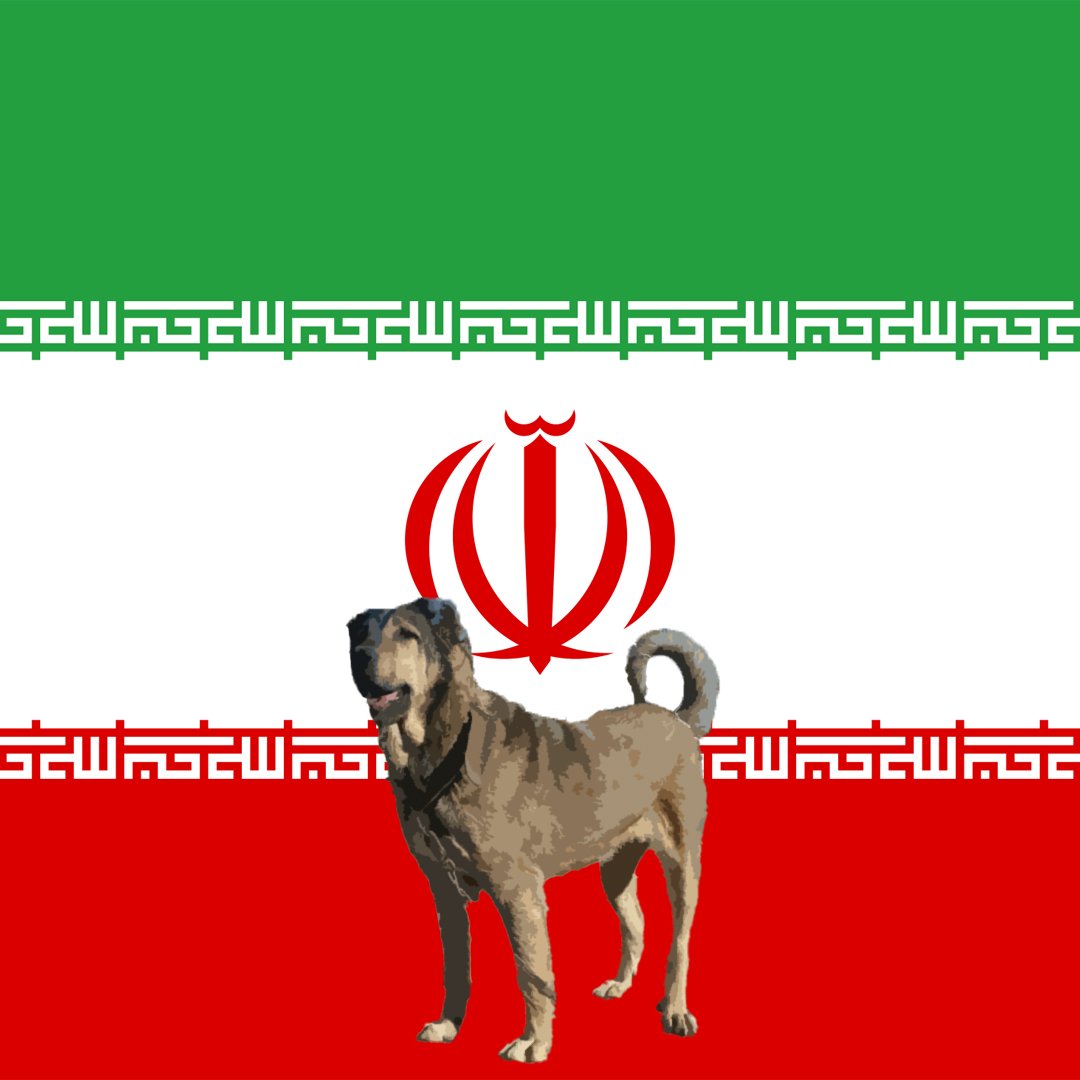 cryptodognation tweet media