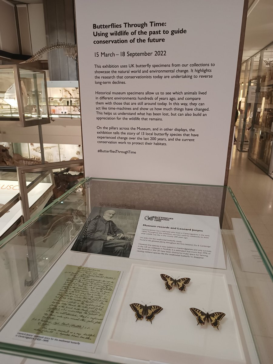 tlt_ki's tweet photo. In between the amazing sessions at the #SCCS2022 , I has some time to go through the wonderfully curated #ButterfliesThroughTime exhibit @ZoologyMuseum! Beautiful displays on understanding long-term change in Cambridgeshire butterfly species from museum specimens and notebooks! https://t.co/vuV6qfTKPI