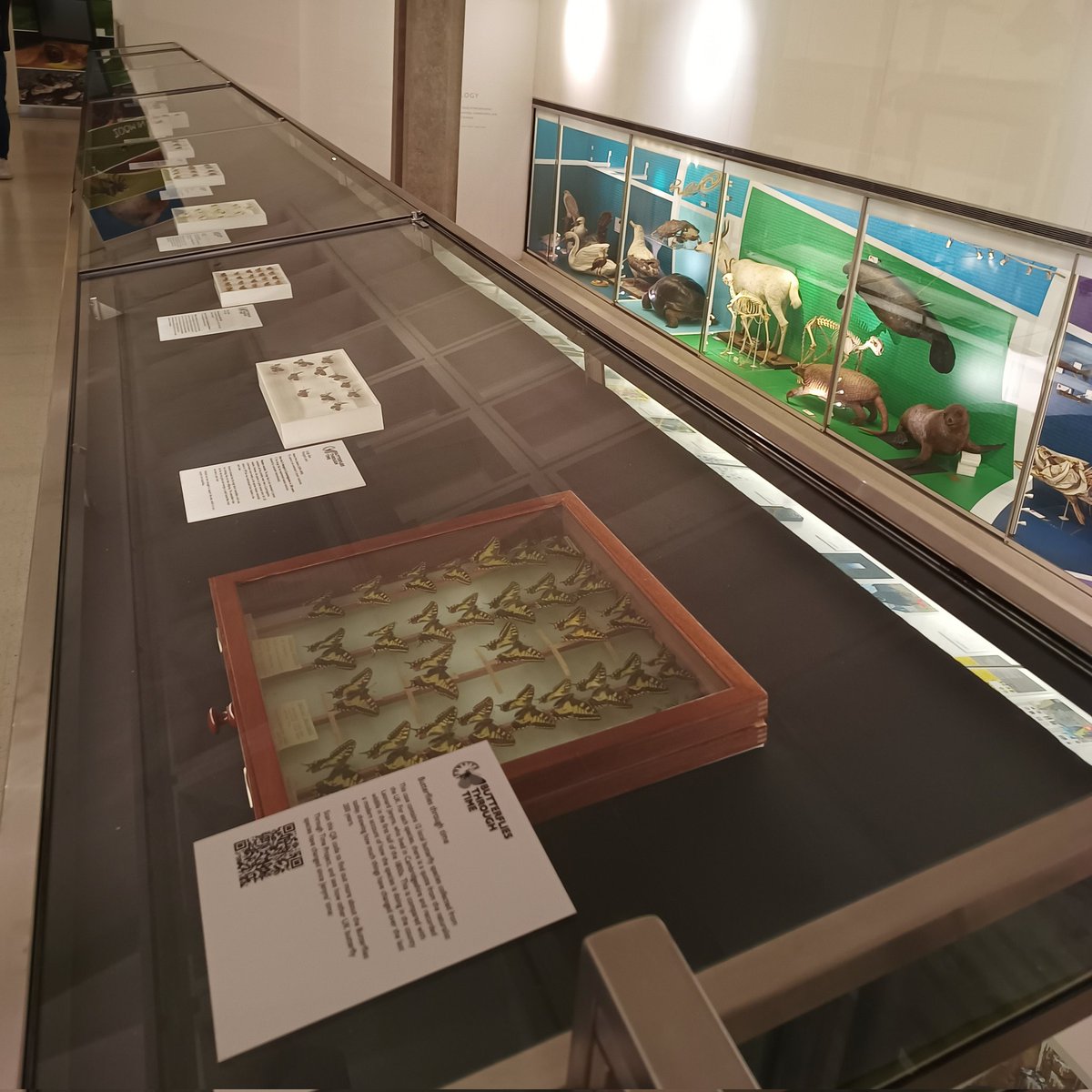 tlt_ki's tweet photo. In between the amazing sessions at the #SCCS2022 , I has some time to go through the wonderfully curated #ButterfliesThroughTime exhibit @ZoologyMuseum! Beautiful displays on understanding long-term change in Cambridgeshire butterfly species from museum specimens and notebooks! https://t.co/vuV6qfTKPI