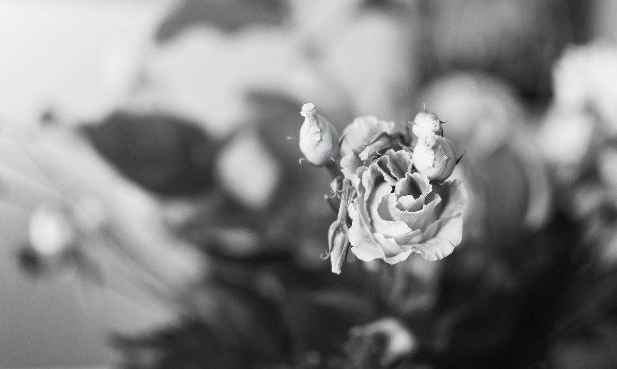 GraouLabel's tweet photo. Lysianthus

#macrophotography #lyon #lyonnaise #photography #photoedit #photographer #blackandwhite #blackandwhitephotography #noiretblanc https://t.co/zhc9d6OnZd
