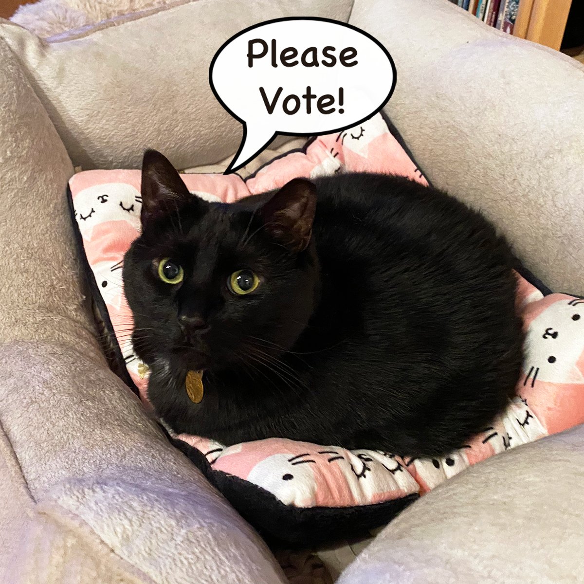 Help! My friend is trying to win photo of the year in the #drytortugasnationalpark contest but he's behind! Voting is super easy here:  woobox.com/jez5bs/gallery… 
#landscapephotography  #macrophotography #FortJefferson #KeyWest  #catsoftwitter #catsofinstagram