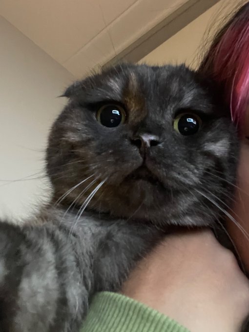 How can a cat be so cuteeee https://t.co/6zFJ9vRtGz<a href="/tag/throne"class="tags"><span>#throne</span></a><a href="/tag/wishlist"class="tags"><span>#wishlist</span></a>