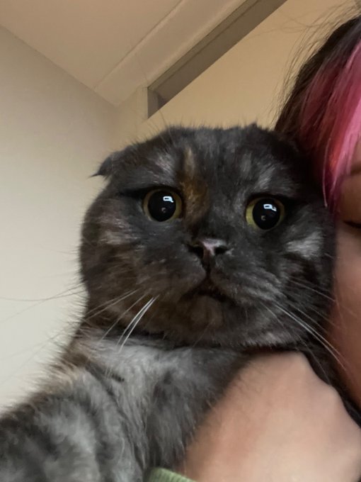 How can a cat be so cuteeee https://t.co/6zFJ9vRtGz<a href="/tag/throne"class="tags"><span>#throne</span></a><a href="/tag/wishlist"class="tags"><span>#wishlist</span></a>
