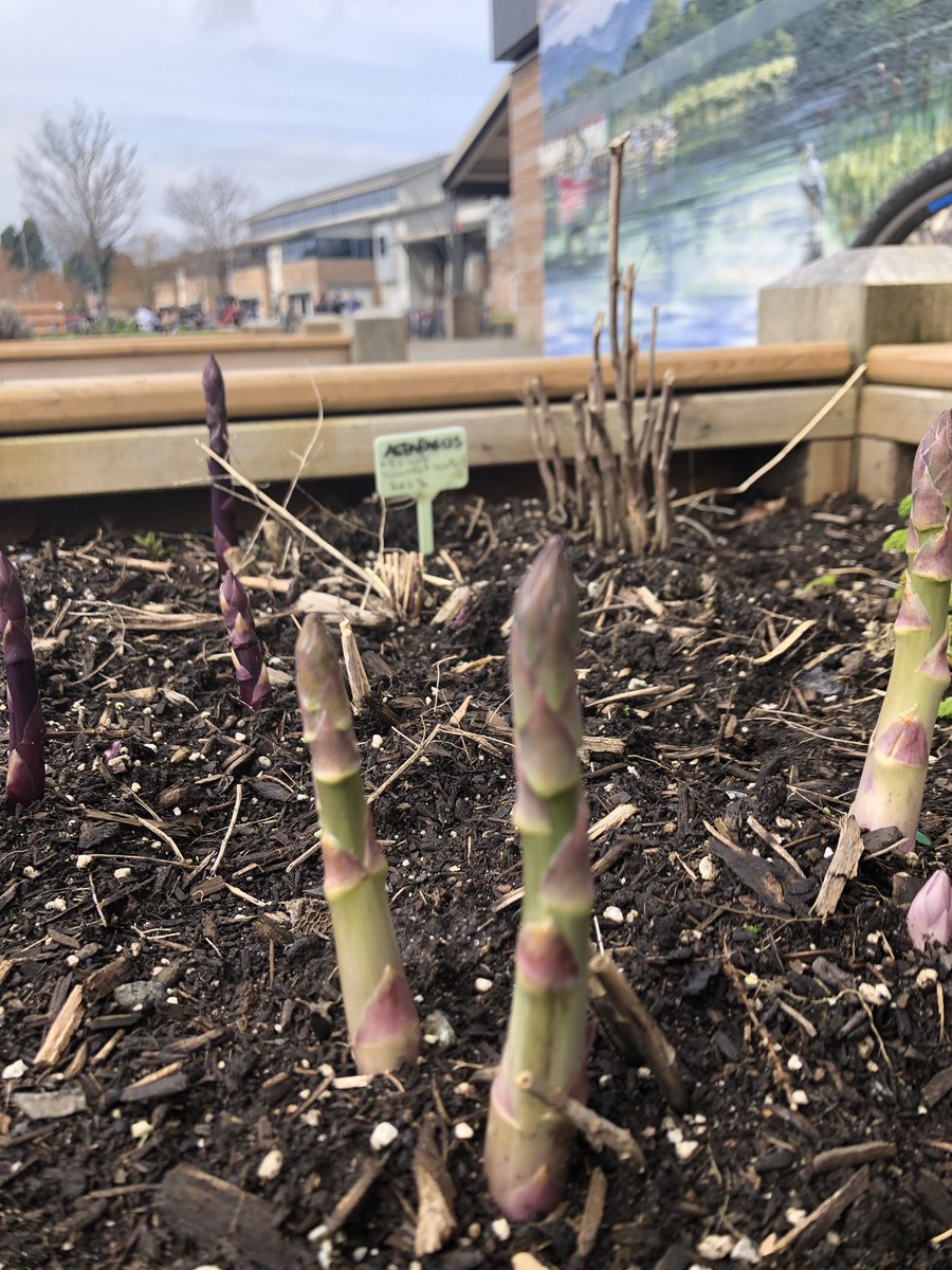 msphillpotts's tweet photo. Asparagus action! @RAMcMath #sd38LES #OutdoorClassroom https://t.co/NxKJbQTDUY