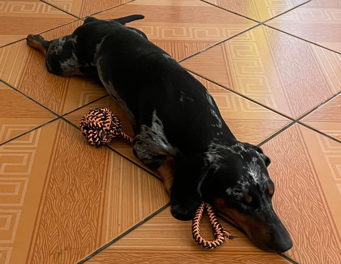 Fernanda de Lima 🙄 tweet media