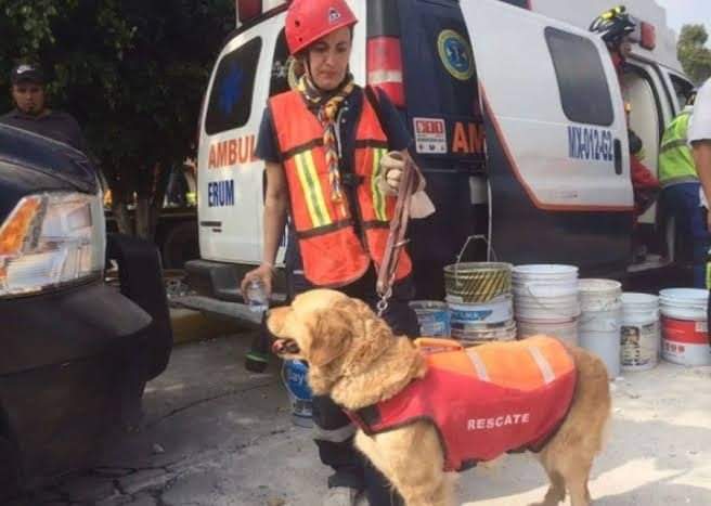 NoticieroAnimal's tweet photo. Fallece #Nalah, heroína de 4 patitas que ayudó en el Sismo del 19 de septiembre. #19S
Descansa en paz. https://t.co/edla9Vz4RB