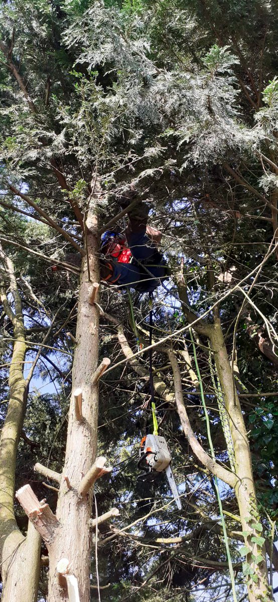 PrimaryTreeSurg's tweet image. A good training day for #traineearborist OB, anchored into x1 of x4 Cupressus trees from where he dismantled x3…lots of practice managing ropes &amp;amp; using a chainsaw from his rope &amp;amp; harness. All under AJ’s expert supervision #learnonthejob #treesurgery #treesurgeons #workoutside
