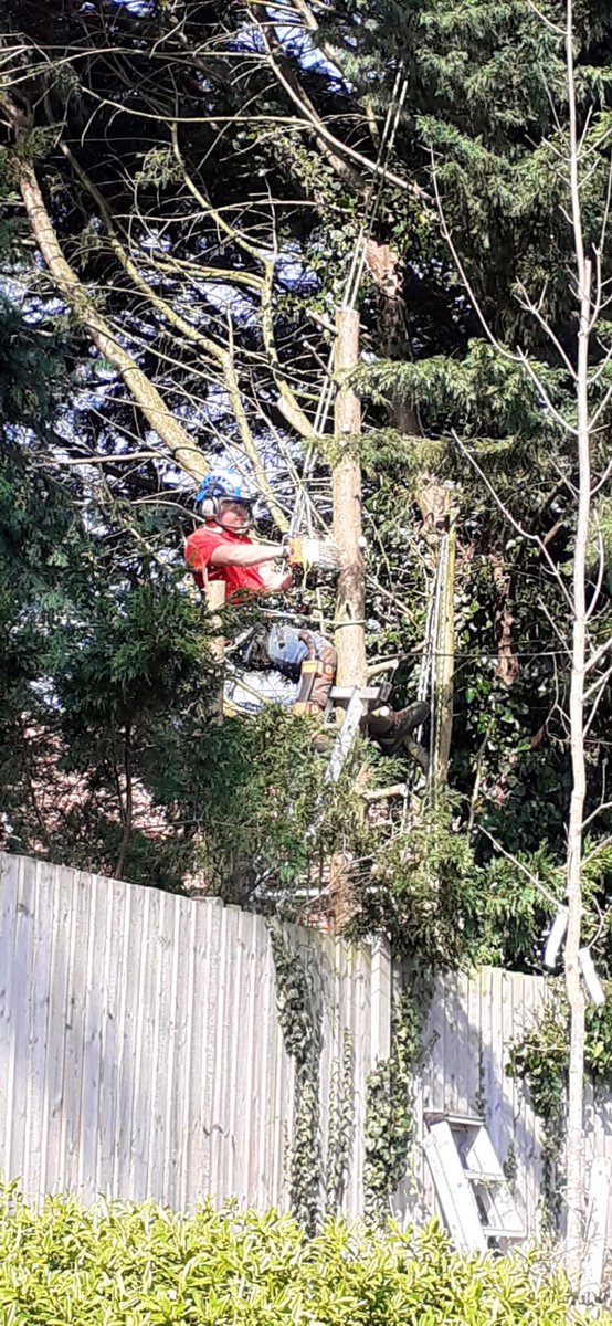 PrimaryTreeSurg's tweet image. A good training day for #traineearborist OB, anchored into x1 of x4 Cupressus trees from where he dismantled x3…lots of practice managing ropes &amp;amp; using a chainsaw from his rope &amp;amp; harness. All under AJ’s expert supervision #learnonthejob #treesurgery #treesurgeons #workoutside