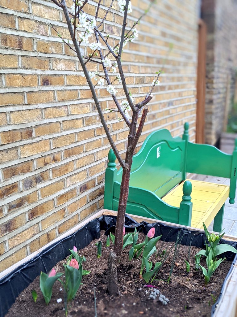 Railton LTN on Twitter "LambethLivingSt Some Railton road blossom 🌸 