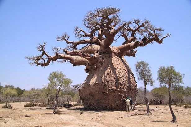 energyisle's tweet photo. Theย Baobab is a succulent, which means during the rainy season it absorbs and stores water in its vast trunk, enabling it to produce aย nutrient dense fruit in the dry season when all around is dry and arid. This is how it became known as "The Tree of Life". #ClimateAction https://t.co/F0se5T3D2e