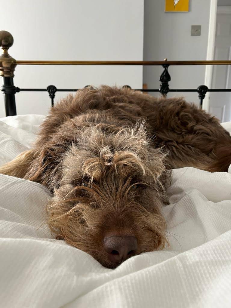 MoonTails's tweet photo. I'm glad I have this lovely bed to sleep on 💤 - shame I had to kick the human out onto the floor 🐶 Do your humans try claiming beds as their own #dogsoftwitter ? 🛏️ https://t.co/goKVNBPtTm