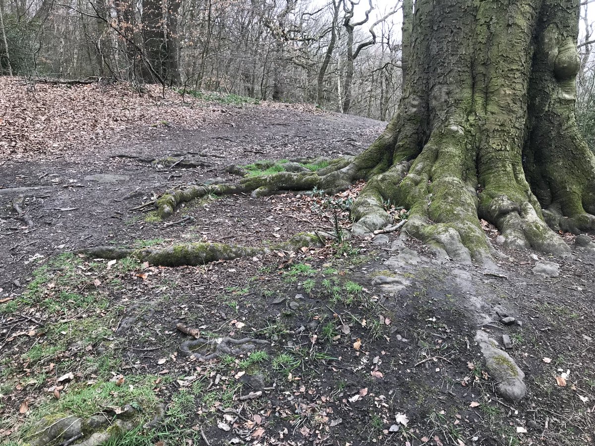 RuthMcIlkley's tweet photo. What an informative morning with Ed Brightman of ⁦@bradfordmdc⁩ Woodlands &amp; Trees team, looking at responsible woodland management at #ForestSchool, with ⁦@BfdForestSchls⁩. Lovely to see familiar &amp; new faces incl @Bearandlapor⁩ @ydmt ⁦@getoutmorecic⁩. #CPD https://t.co/4OXtZ70qvq