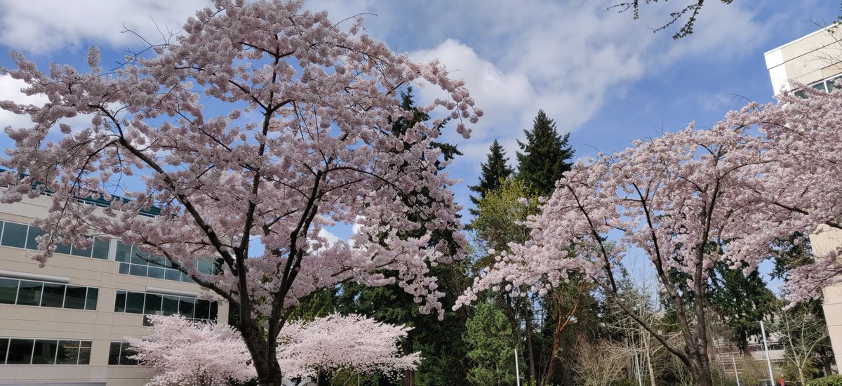 arvindmurching's tweet photo. Around the #microsoftedge building in Redmond https://t.co/M25Ks1KyFo