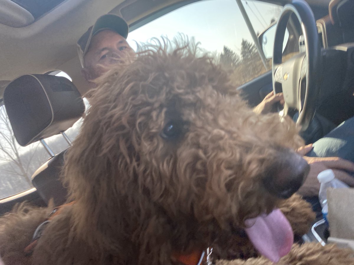 Prancer01862779's tweet image. Prancer enjoying tongue out Tuesday.