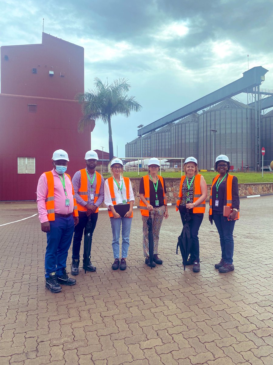 We supported <a href="/AIFRwanda/">Africa Improved Foods</a> to scale the cob model, a solution to reduce #aflatoxin and increase the volume of maize sourced domestically. AIF sources 90% of Season A maize on cob and is building the capacity of offtakers to adopt the cob model. @RAB <a href="/RwandaInUK/">🇷🇼Rwanda in UK 🇬🇧🇮🇪🇲🇹</a> <a href="/PalladiumImpact/">Palladium</a>