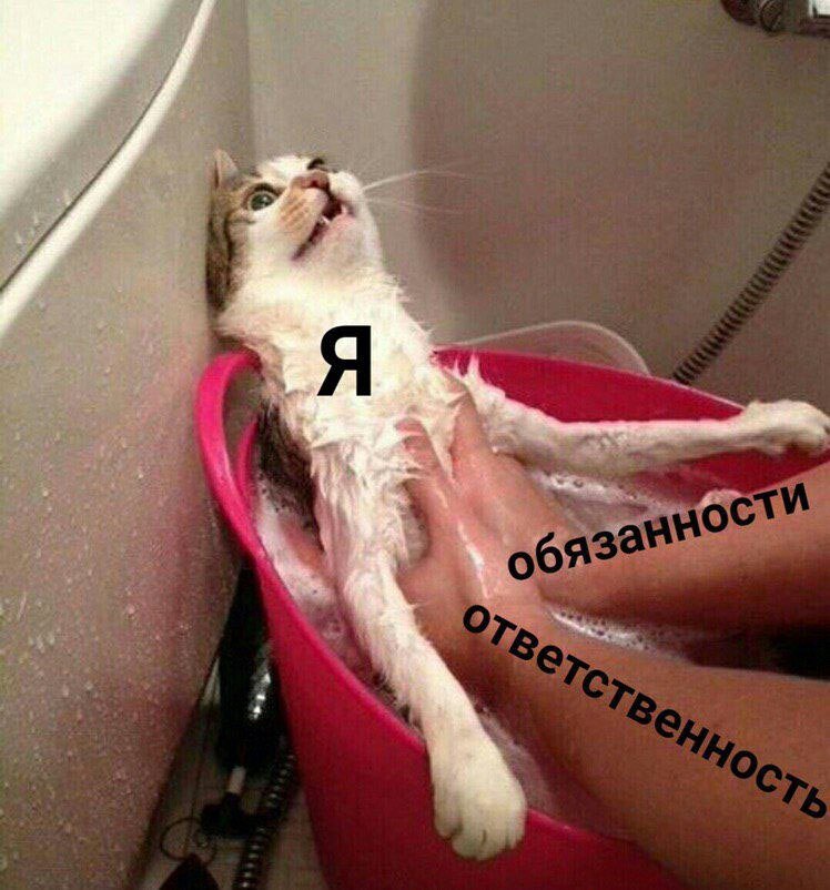 RussianMemesLtd's tweet photo. me

things I need to do
my responsibilities https://t.co/y8VujeHmDs