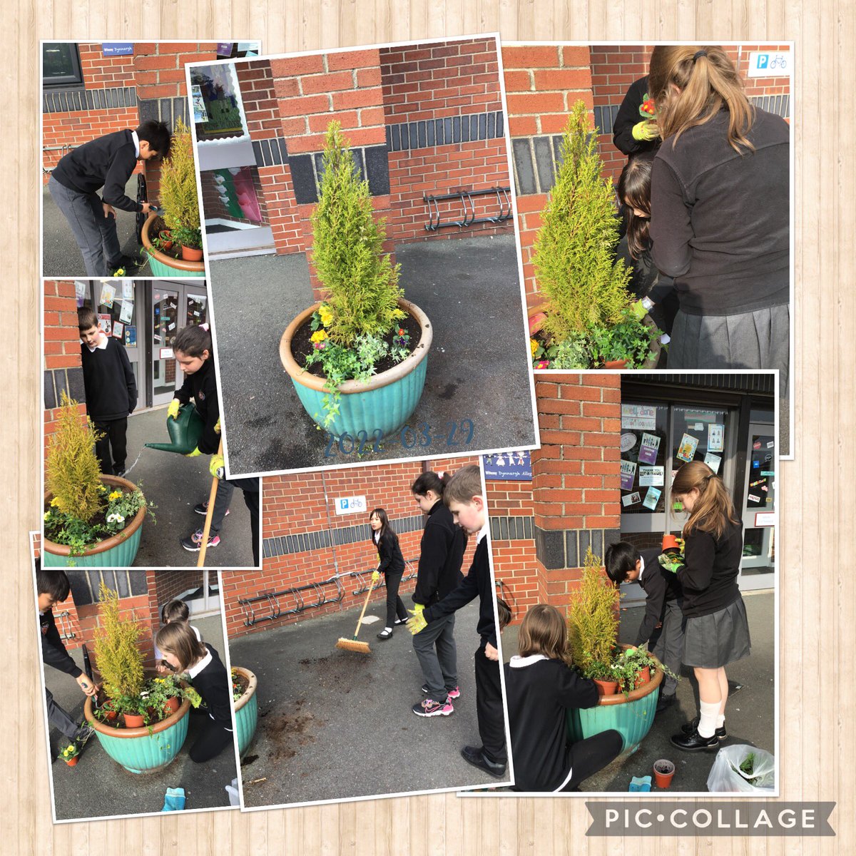 pastoralmpa's tweet photo. Today Eco-club brightened up the school entrance by planting some spring flowers 🌷@MoorsidePA @RHSSchools #Spring https://t.co/Qk3hEe1r9S