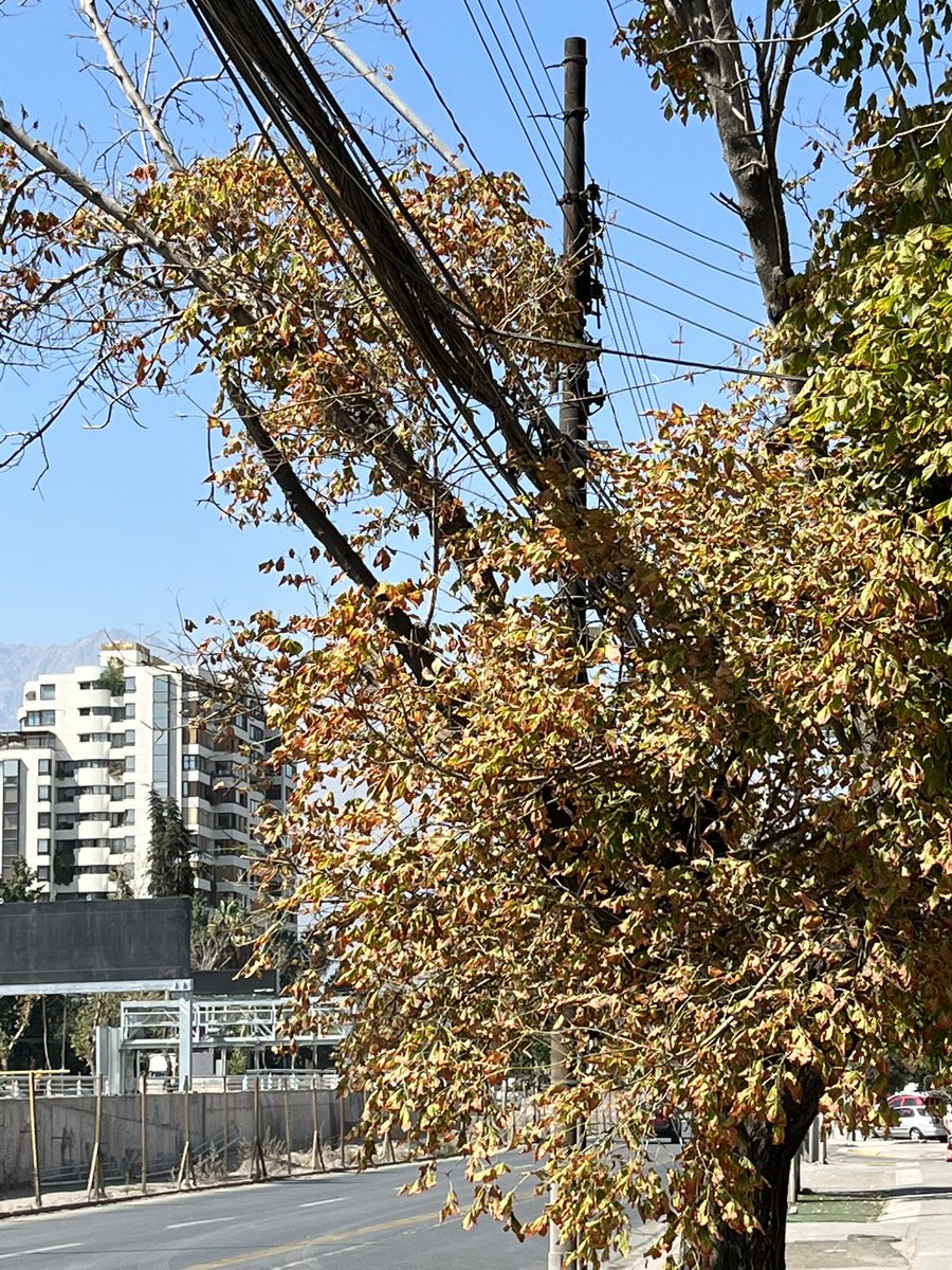read1973's tweet photo. @danielapenaloza hola alcaldesa, buenas tardes… favor su ayuda con esto… confirmaron que se realizaría la poda para evitar algún accidente, pero hasta ahora no se ha hecho. Muchas gracias. Avenida Colon esquina Américo Vespucio. https://t.co/ccBvO2uG3V