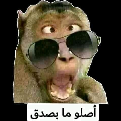 vandijk781's tweet photo. @Leena7amed https://t.co/4atXpzKegg