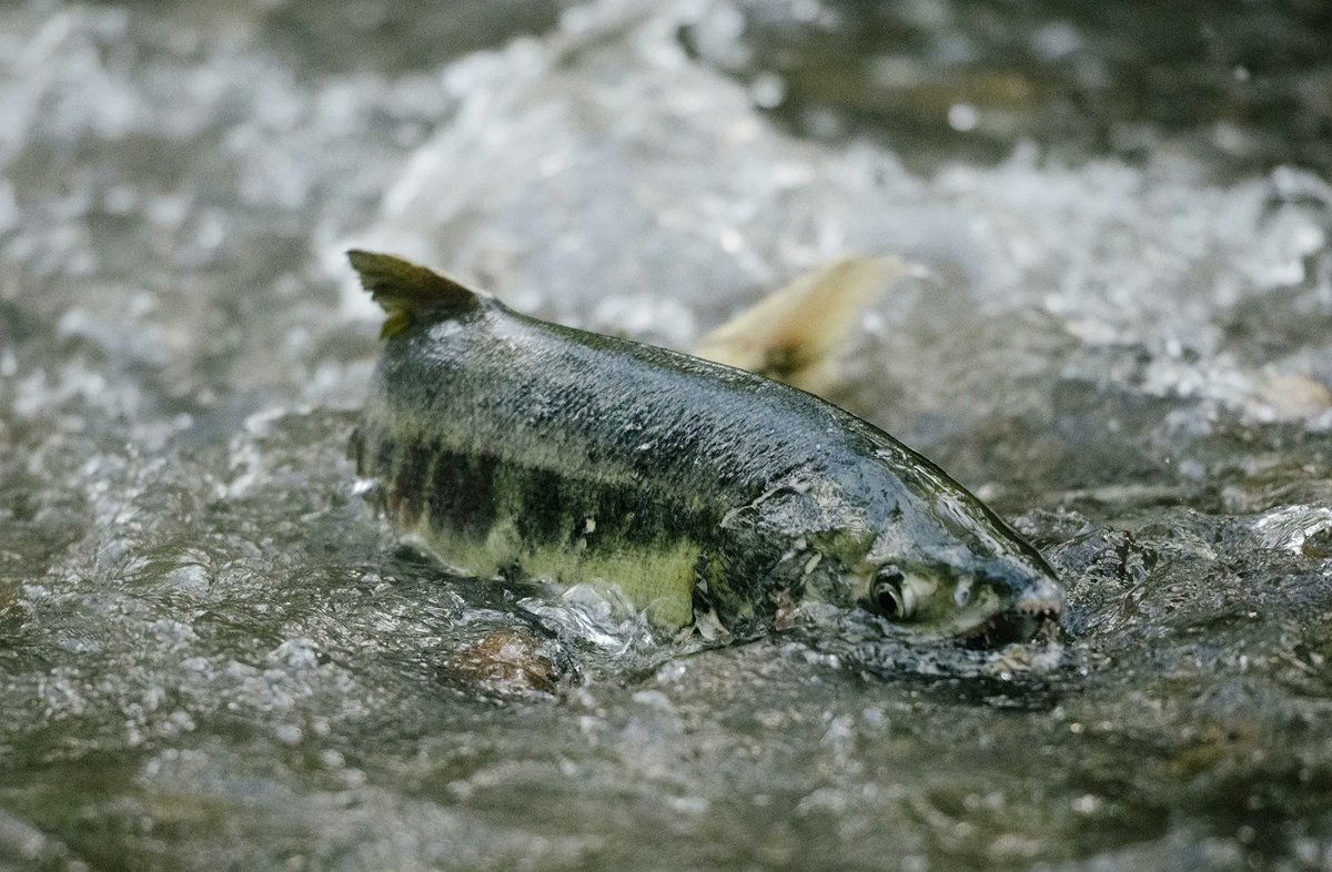 IndianAffairs's tweet photo. The lawsuit seeks declaratory relief that #salmon have the inherent right to “flourish,” the Tribe has a right to protect salmon & the city is engaged in intentional violation of these rights. Read: https://t.co/EpEsgSyWpZ
#SalmonBack #RelativesBack #CultureBack #EverythingBack https://t.co/oiFkSaFOI7