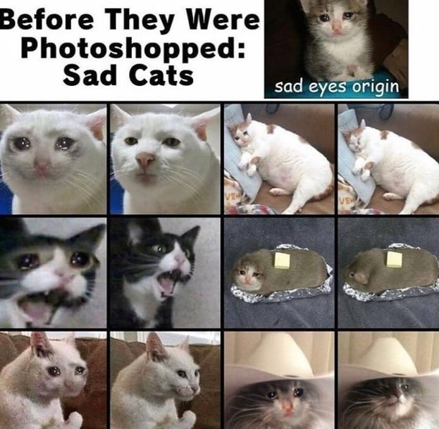 WholesomeMemes tweet media