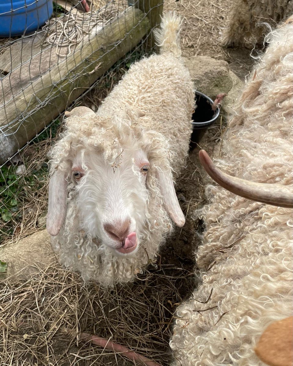 Well, if I ever did have a son and he was a goat, at least I now know what he’d look like.