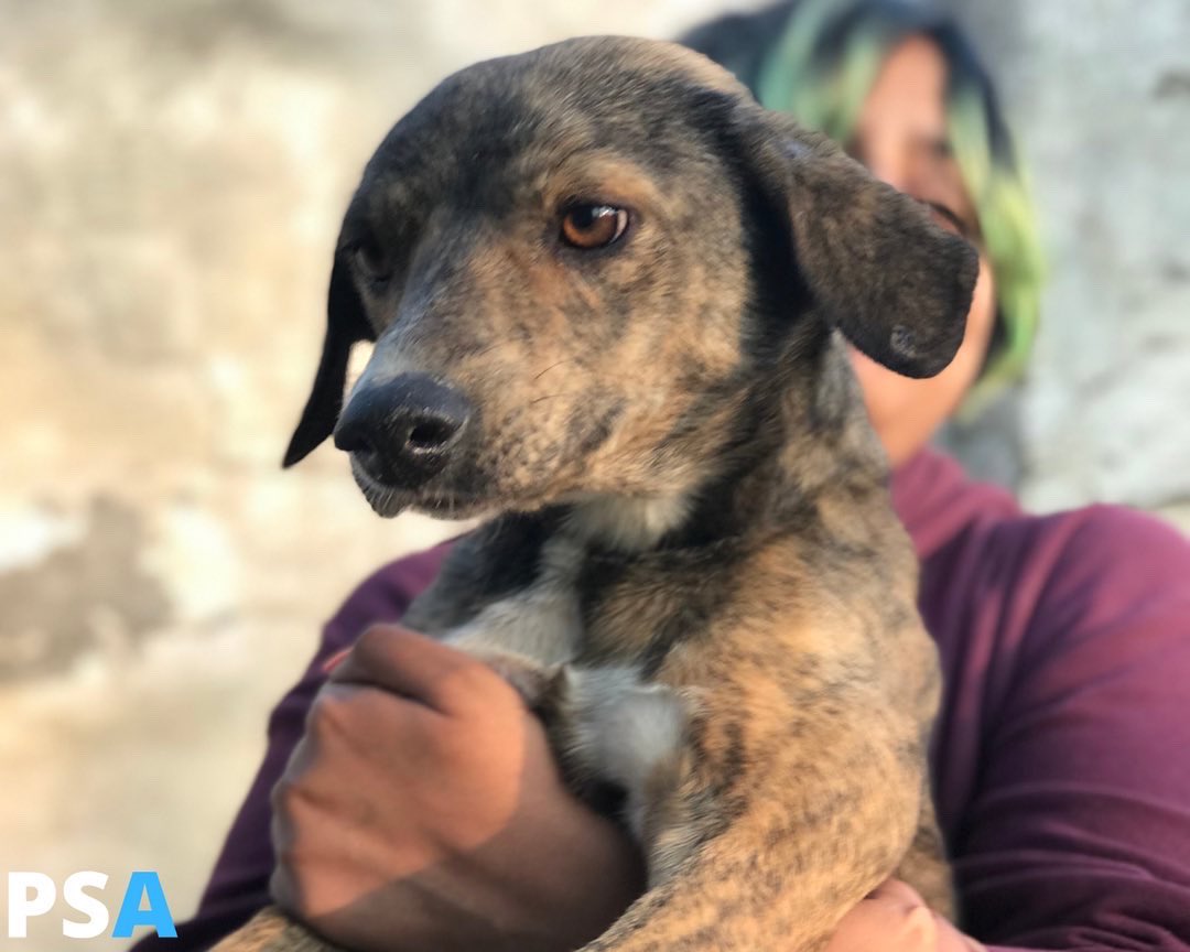 Kind followers, we bring you Lexi and Cinnamon, two dogs who have had the worst life in Pakistan
They now have a chance to travel all the way to Canada to find their furever homes. Will you help them out?🙏
These babies have been through so much🥺
crowdfunder.co.uk/p/to-help-get-…