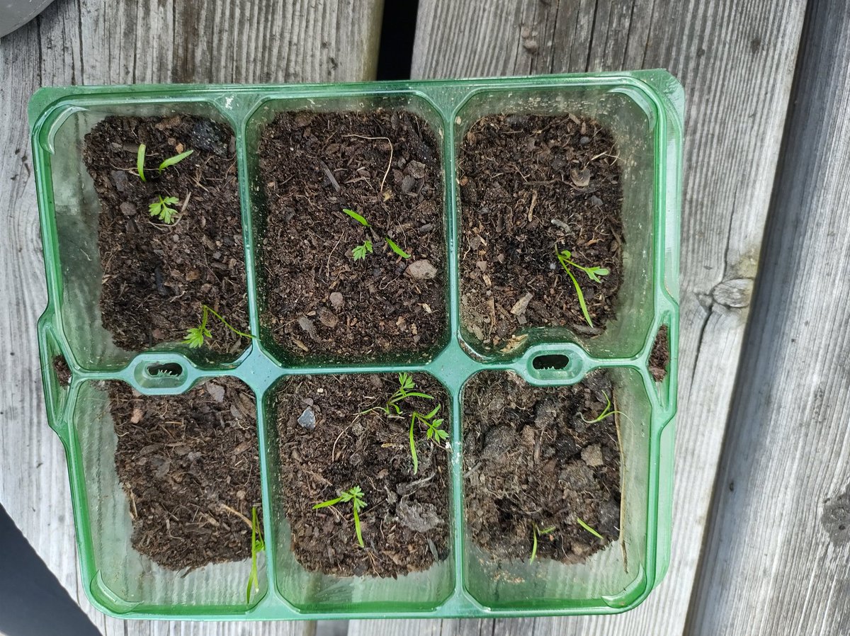 StockGrnHouse's tweet photo. Some growth from the green-fingered eco-schools pupils! https://t.co/zLhKv9w95i