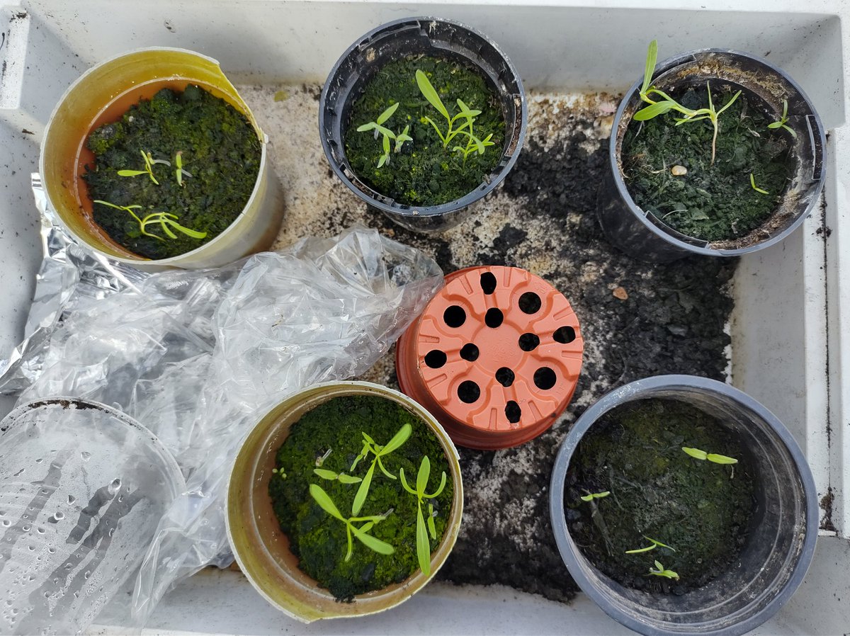 StockGrnHouse's tweet photo. Some growth from the green-fingered eco-schools pupils! https://t.co/zLhKv9w95i