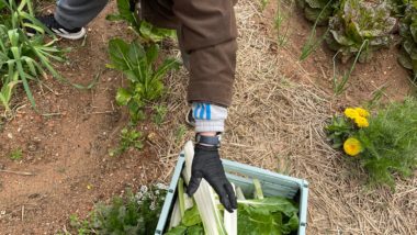 ComunitariesBCN's tweet photo. 👩🌾 Primera collita a l'hort medieval del Monestir de Pedralbes amb usuaris i usuàries del Centre Pedralbes.
Coordinat per @BCN_Accessible
Un exemple d'#hortcomunitari com a activitat per a col·lectius amb discapacitat ⤵️
https://t.co/Fu0GvgBF2q https://t.co/vug6eL6LtM