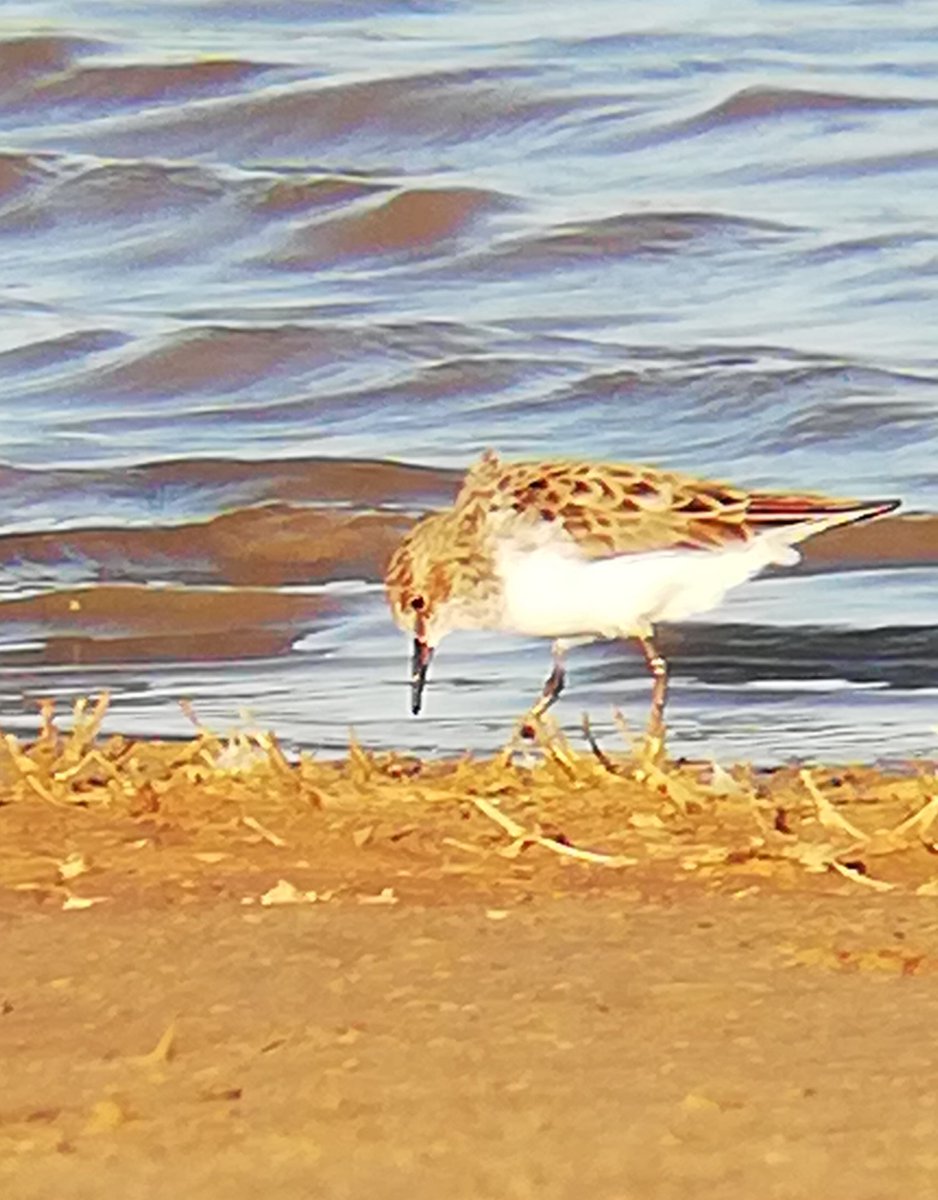 birdsonstamps's tweet photo. Little Stint feeding this afternoon.
#Bubidistrict #Matabeleland #Zimbabwe #BirdsSeenIn2022 #birding https://t.co/nwtVRUXuAH