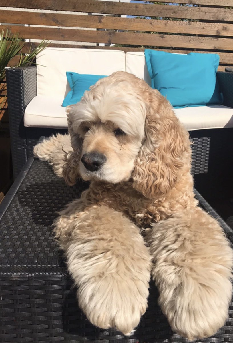 OfficialPLT's tweet photo. Introducingβ¦ TEDDIE πΆ The new face of our #PLTpet range!!! π₯Ίπ€
Watch entry video here: https://t.co/ZWBMNoTASI https://t.co/5sQZWJnKOV