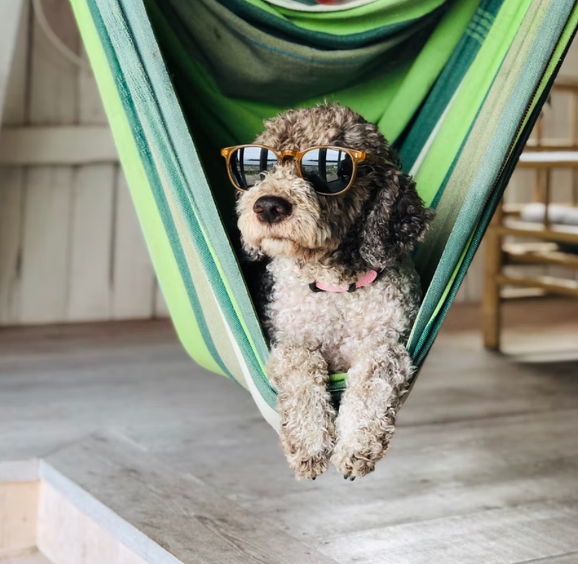 Bark__Paws's tweet photo. Caption this photo! 👇 What do you think this little guy is thinking? 💭
.
.
.
#BarkPaws #DogMom #Dogs #Dogsitting #DogsLife #DogsCorner #DogsAndPals #DogsLover #DogLover #DogStyle #DogsAreFamily #DogSelfie #DogsRule #DogsOnAdventures #tongueouttuesday #dogmom https://t.co/IzF5MQvrYh