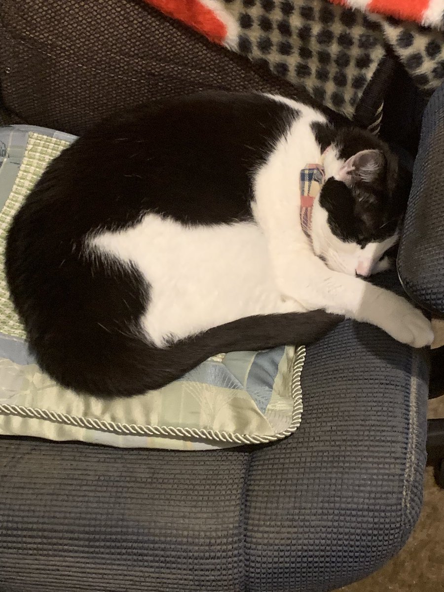 DeeDee35021778's tweet photo. Napping in Dads office chair.
#DeeDeesUniverse #FriendsNeeded #CatsOfTwitter  #cats  #tuesdaymotivations https://t.co/8a6K5R1T0i