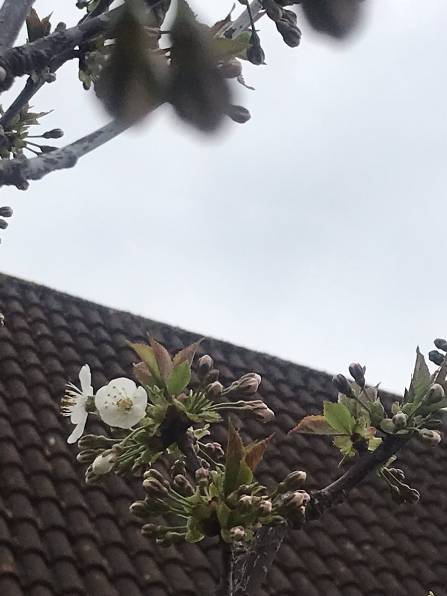 uncoolhelen's tweet photo. #InMyGarden 29/03/2022
Cherry blossom 🌸😍

#GoodThings
@thebathgardener 
#365DaysWild 
@clarke_adie https://t.co/E8yyjhRrME