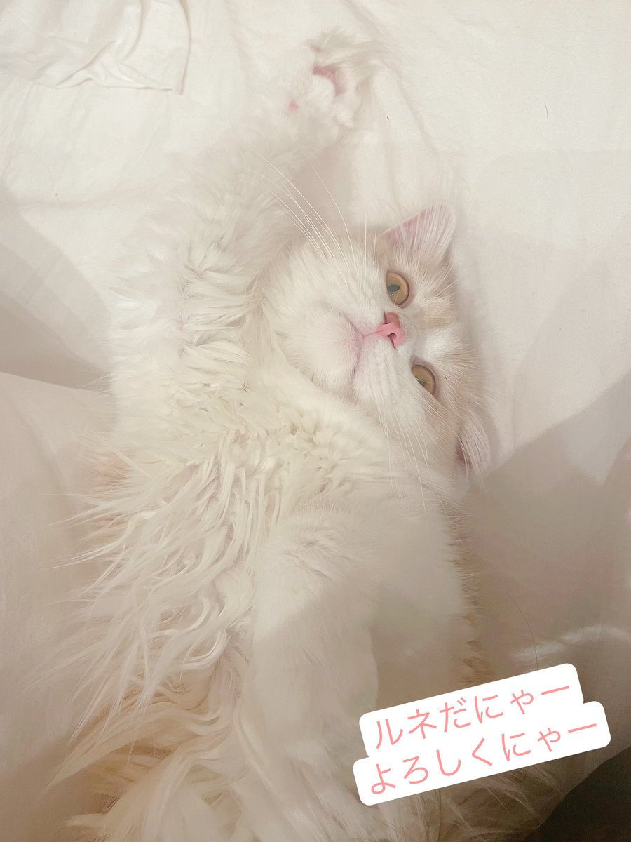 rene97150400's tweet photo. ルネだにゃー
よろしくにゃー🐈
Nice to meet you!
I am Rene!
#catlovers #CatsofTwittter #catdoll #cathello #猫　#猫好きさんと繋がりたい #猫のいる暮らし #猫のいる生活 https://t.co/TGFvIYm5sV