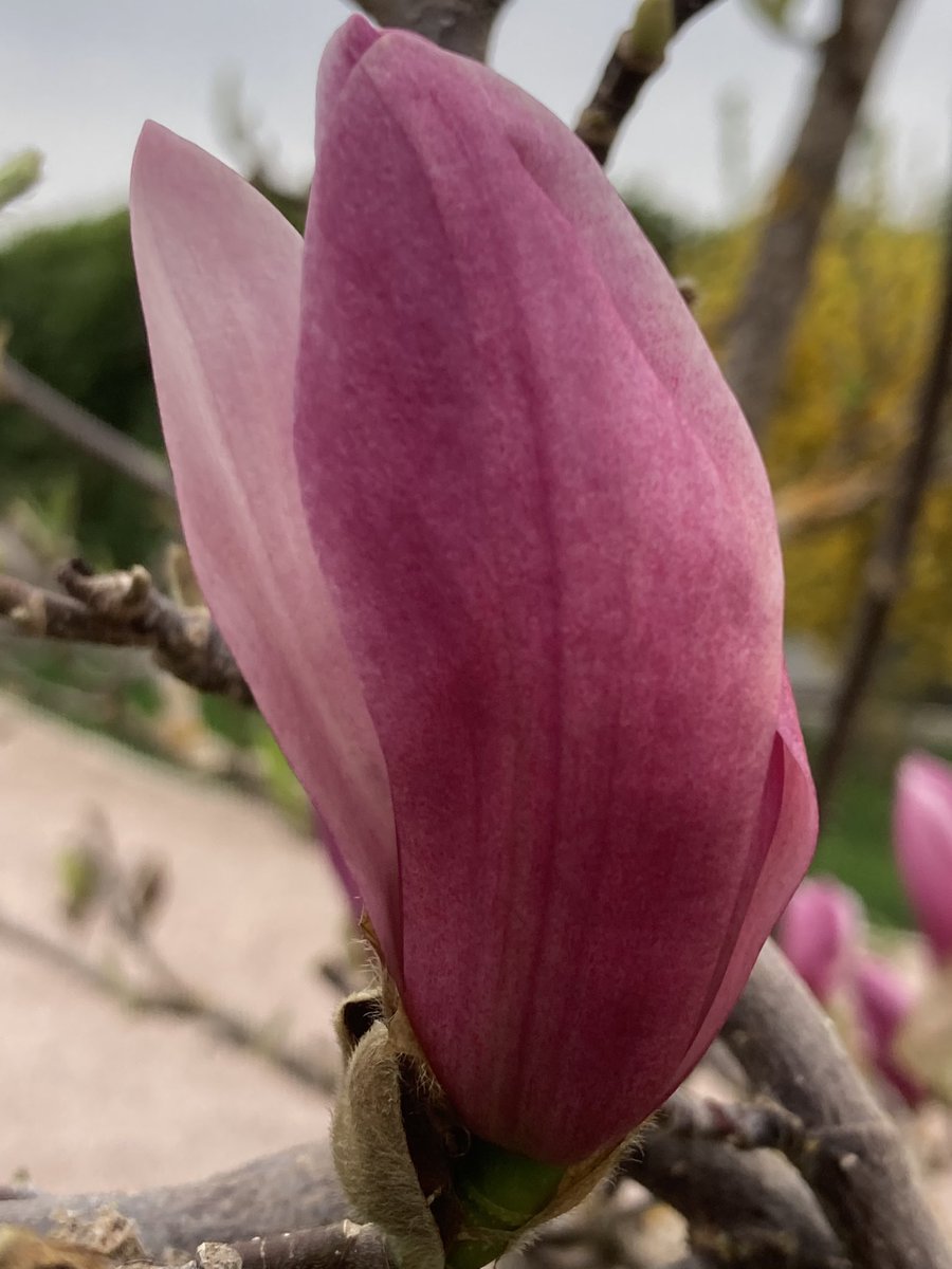 OlivierCOSTE2's tweet photo. Une attention d’un #FrAgTw en rentrant ce soir,à #MagnoliaForEver. https://t.co/N1oZE2aNCL