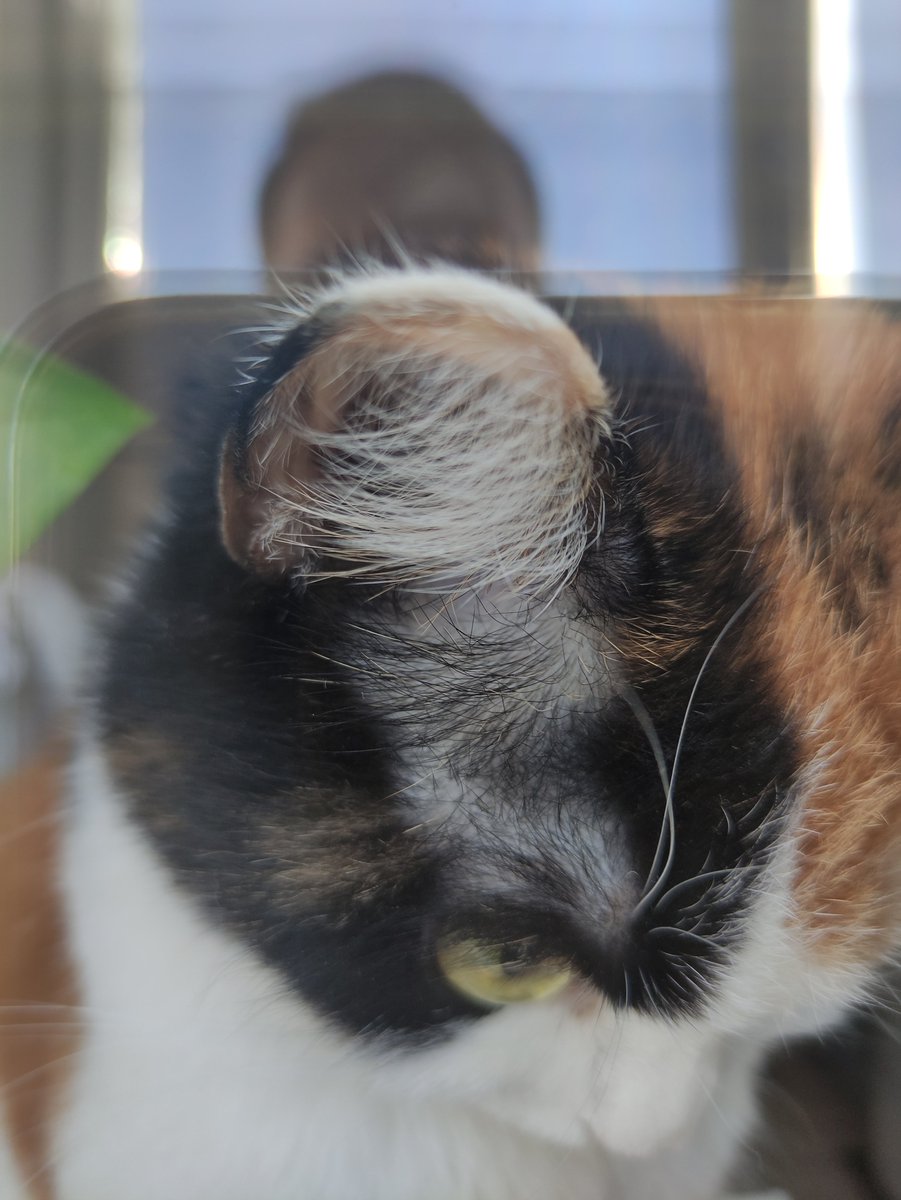 Застеклённая кошь