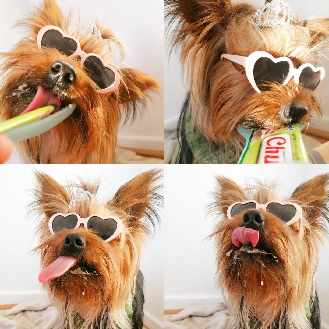 InabaChuru's tweet photo. The evolution of a Churu lick

📷: moly.lop on IG
.
.
.
.
#tongueouttuesday #churulover #treatsplease #catlover #catsoftwitter #catlifestyle #catmom #cattreats #catgroomer #doglover #dogsoftwitter #dogtreats #doggroomer #pettreats #petsarefamily #petgroomer #worldofcutepets https://t.co/ONxr38m1ST