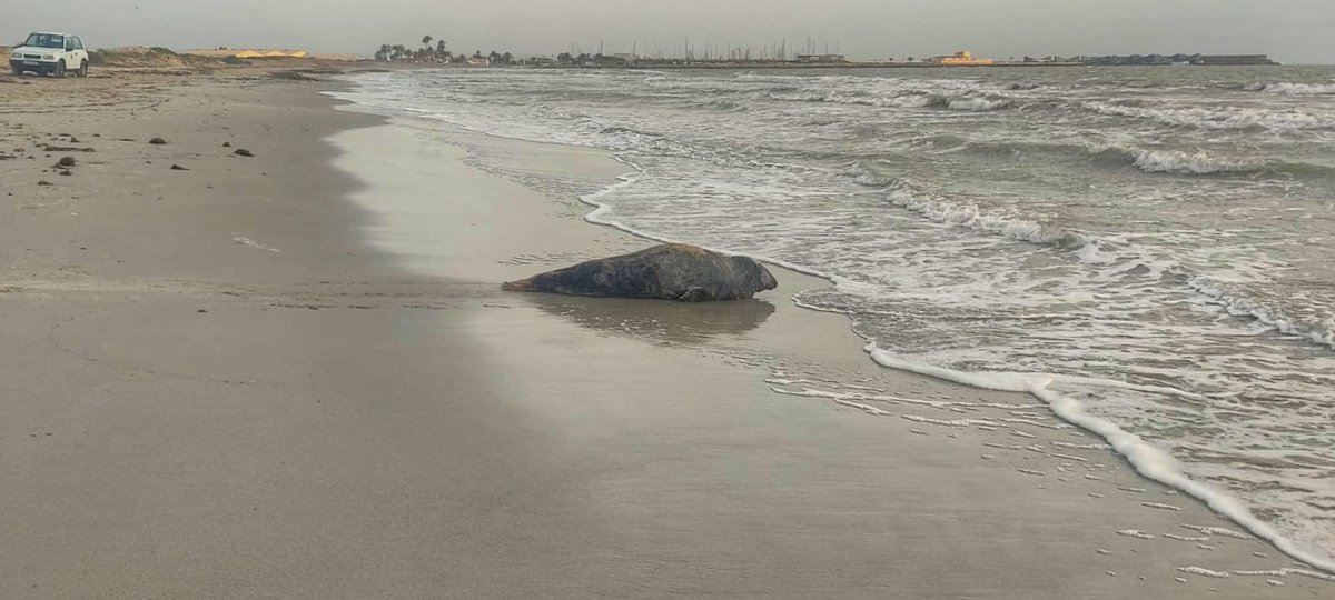 🦭Recuperado un ejemplar de foca gris en la playa de La Llana y trasladado al Centro de Recuperación de Fauna de Valencia

Es del mismo animal avistado el pasado día 21 en la playa cartagenera de El Portús 

En 'La Granja de El Saler' evaluarán su estado

carm.es/web/pagina?IDC…